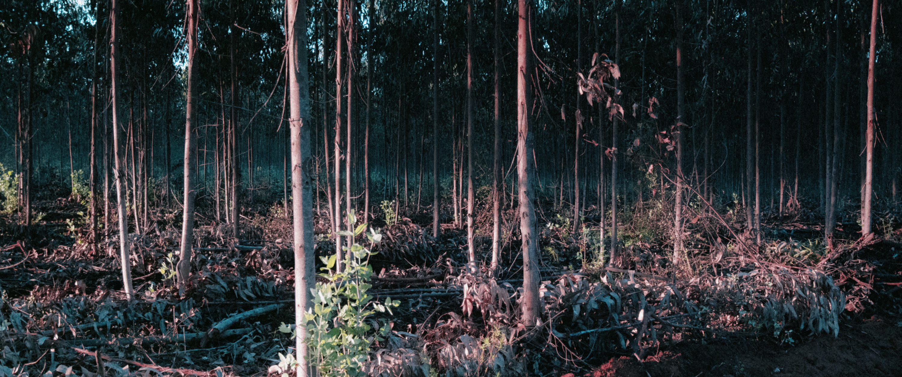 Eucalyptus forest near Cercal do Alentejo